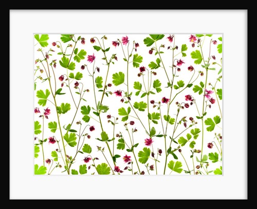 Columbine Aquilegia flowers by Assaf Frank